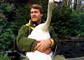 Он спас дикого лебедя… и два года спустя произошло