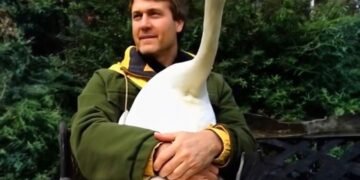 Он спас дикого лебедя… и два года спустя произошло