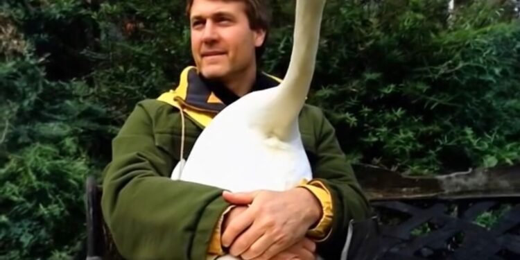 Он спас дикого лебедя… и два года спустя произошло