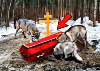 «Когда выли волки» — история о чуде, верности и спасении в лесах Черкасской области