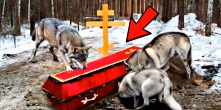 «Когда выли волки» — история о чуде, верности и спасении в лесах Черкасской области